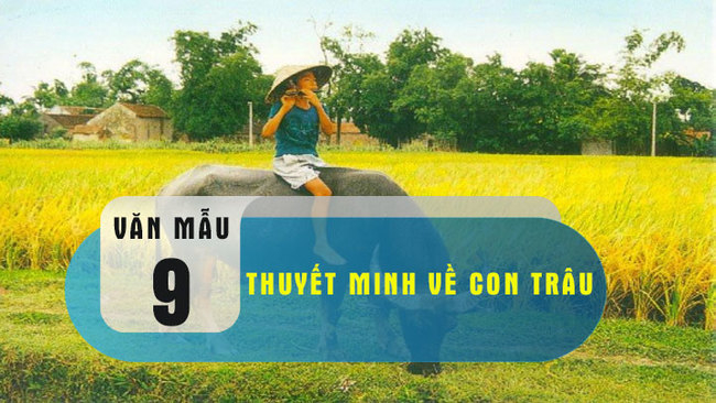 Top 12 Bài văn thuyết minh về con trâu ở làng quê Việt Nam lớp 9 hay nhất