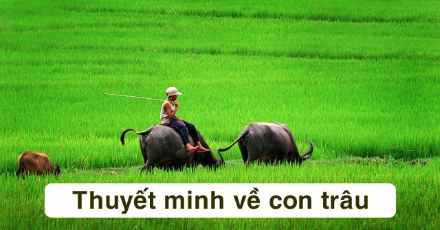Bài văn thuyết minh về con trâu ở làng quê Việt Nam số 11
